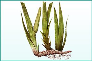 General strengthening and enhancing calamus.